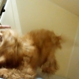 ルークくんの画像