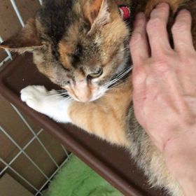 華音ちゃんの近況の画像