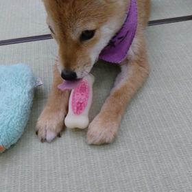 ★ 黒柴さん 通ります ★の画像