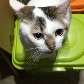 シャーマニアの方々へwwの画像