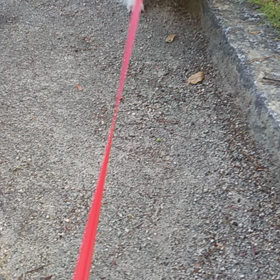 涼しい時間にの画像