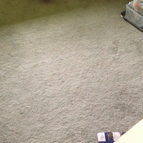 久しぶりのおしっこ漏らしで怯え謝る猫動画。の画像