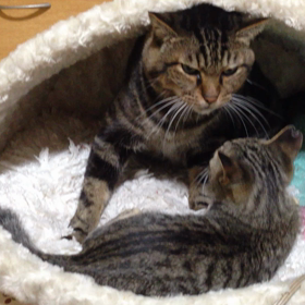 「遊んで！」せがむジンタにメロは・・・の画像