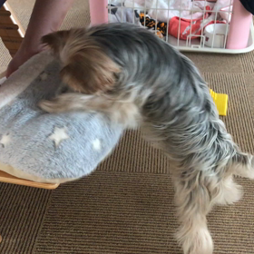 大きなおもちゃと勘違いの画像