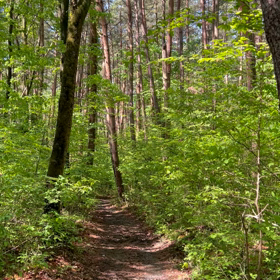 馬話ではありません。の画像