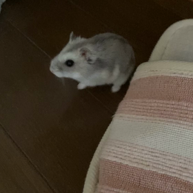 スリッパ♪の画像