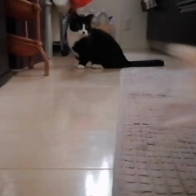 子猫預かり３　～動画有～の画像