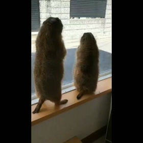 動物カフェ Potbelly 神戸三宮 三匹のコブタCafeの画像