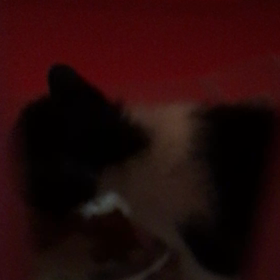 俺、親猫になる 53の画像