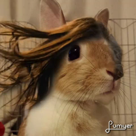 はやりものの画像