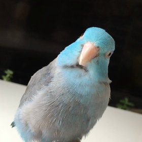 アイアム止まり木の画像