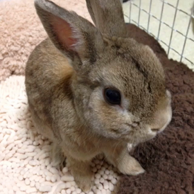 ウピピ。の画像