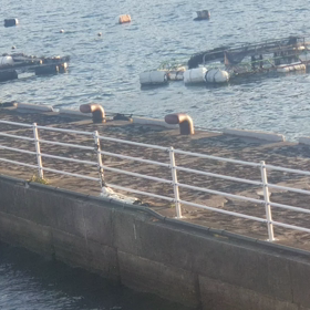 今日の天満堤防の画像