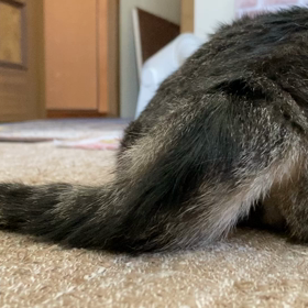 動画：おとまるの〇〇の画像