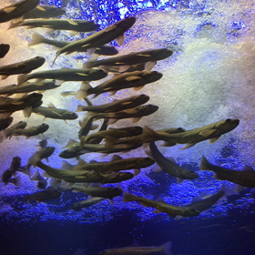 魚で癒されますの画像