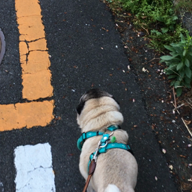 パグの朝んぽ。の画像