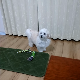 痩せそうですの画像