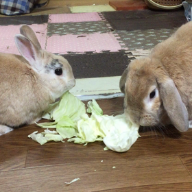 今日はハグの日＆うさとまろんのラブラブ食事シーンの画像