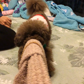 ショコラVSママの画像