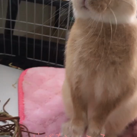 おはよ〜ござ  いますの画像