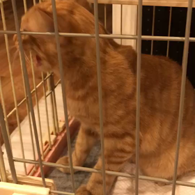 花丸が今日無事に卒業しました！の画像