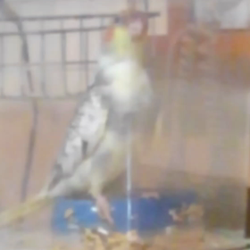 ふーちゃんの歌の練習(笑)の画像