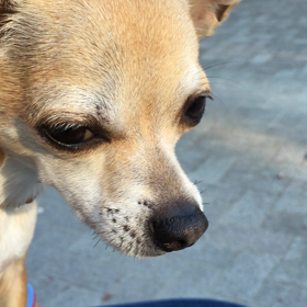 まめと威嚇の画像