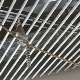 ニフレフ⑦の画像