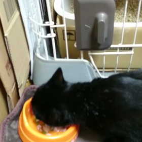 カリン ナデナデされまくり 動画の画像