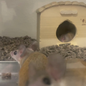 動物プロダクションの日常(カイロトゲマウス)の画像