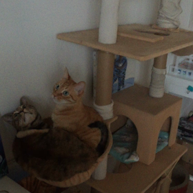 乗って押し出し！の画像