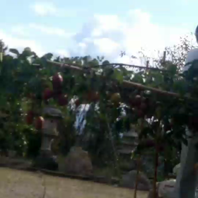 ムベが食べ頃ですの画像