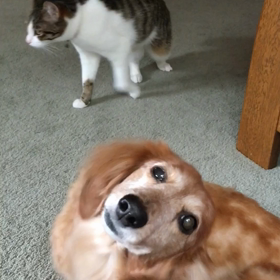 チップとデールの相撲の画像