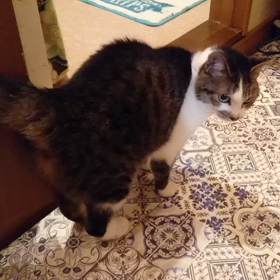 今日のシマコの画像