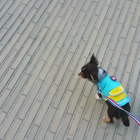 走る走る走る…？！の画像