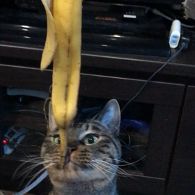 バナナの皮の画像