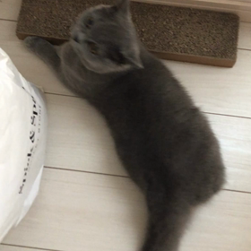 コロコロをさせてくれるのが夢の画像