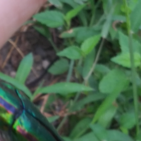 タマムシくんの画像