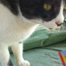 ミー、初チュールの画像