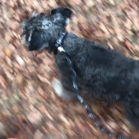 ♪お散歩動画♪代々木公園♪の画像