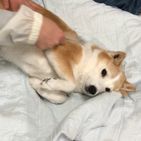 ブラッシングの画像