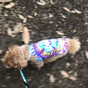 ♪お散歩動画♪代々木公園♪の画像