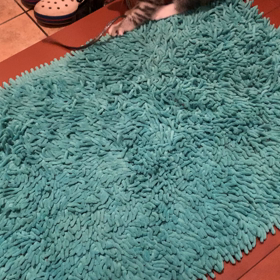 保護猫ちゃん 元気です！の画像