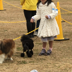 宮崎県ドックショーにての画像