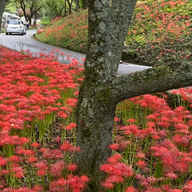 彼岸花群生地の動画　(^▽^;)の画像