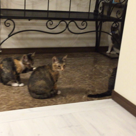 今です❀(*´▽`*)❀の画像