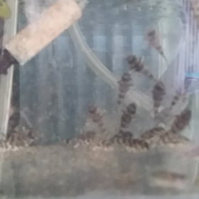 第2系統稚魚Aの画像