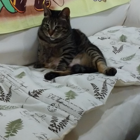 スコ座りの画像