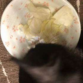 キャベツが好きですの画像