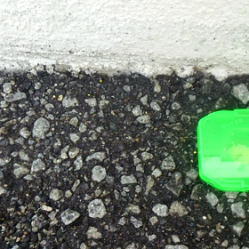 蟻（苦手な人は閲覧注意）の画像